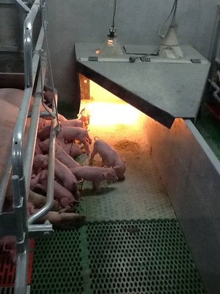 Biggen kap hoekopstelling met lamp HDPE dubbele biggenkap