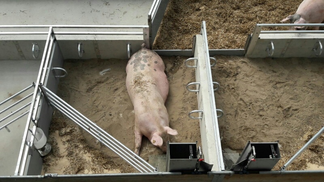 Kraamhok voerbak KZB en piglet feeder