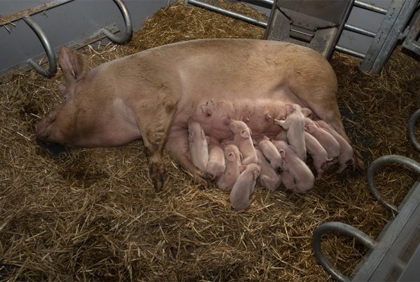 KZB family feeder in biologische stal