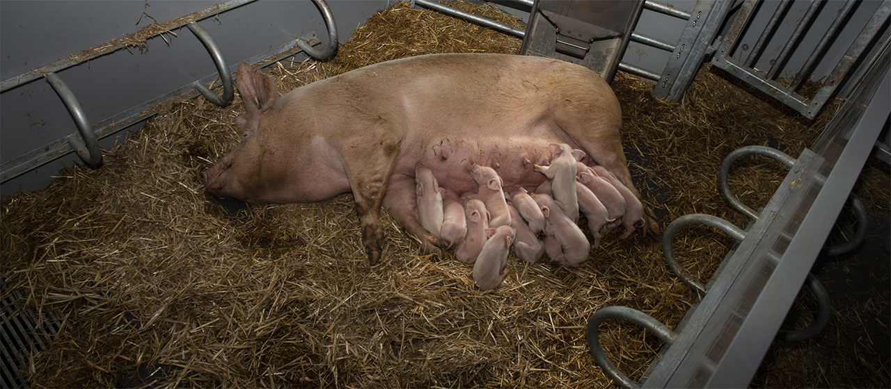 KZB family feeder in biologische stal