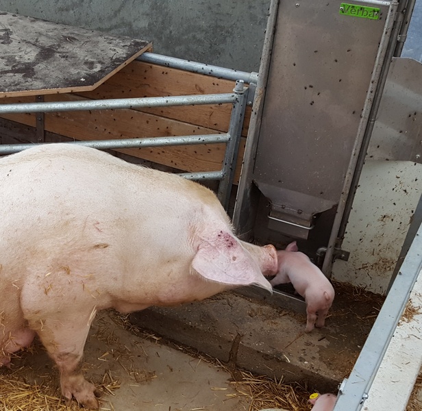 KZB Familie Feeder zeug met big in biologische stal